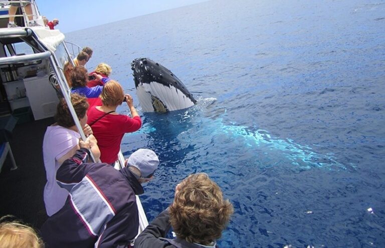 Naturaliste Charters